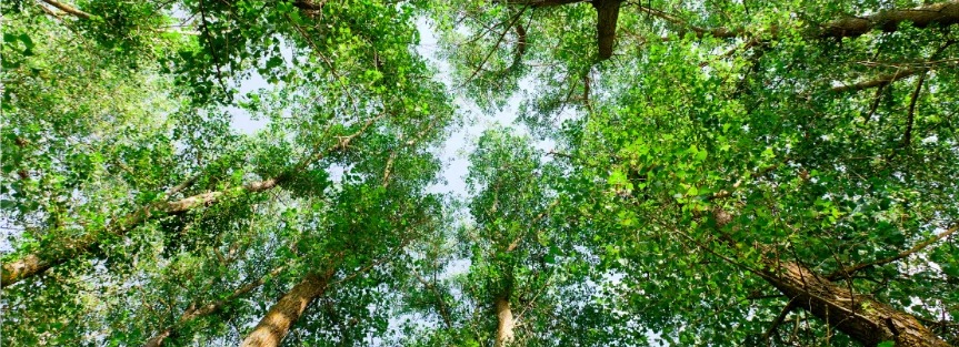 Copas de árvores em uma floresta