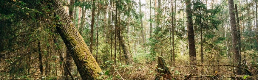 Árvores e vegetação em uma floresta